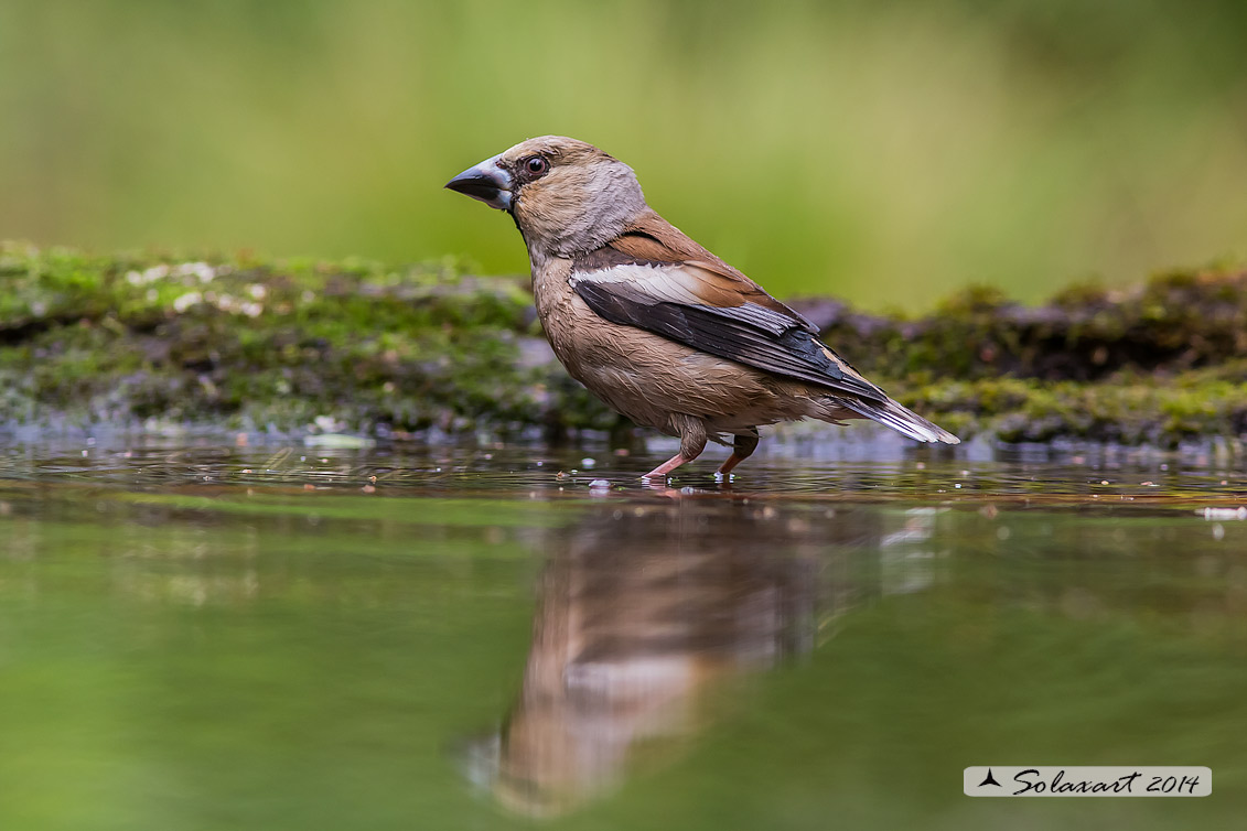 Coccothraustes coccothraustes; Frosone (femmina in tenuta estiva) ; Hawfinch (female in summer plumage)