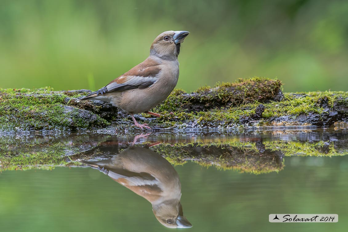 Coccothraustes coccothraustes; Frosone (femmina in tenuta estiva) ; Hawfinch (female in summer plumage)