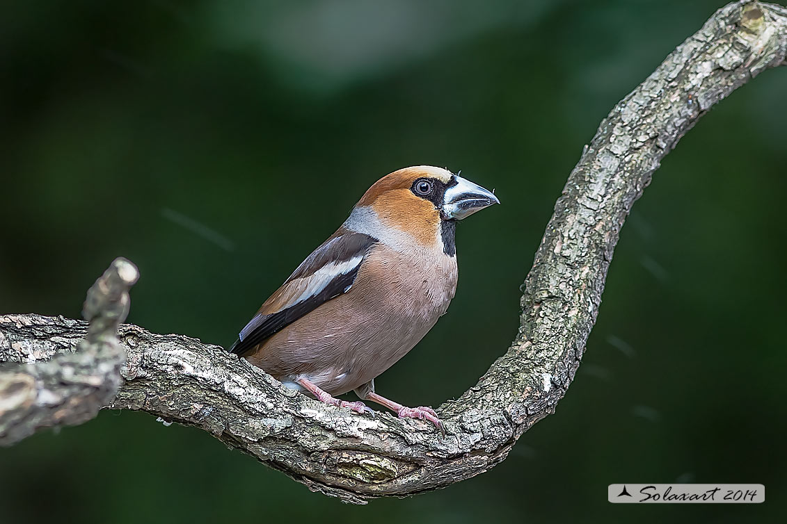 Coccothraustes coccothraustes; Frosone (femmina in tenuta estiva) ; Hawfinch (female in summer plumage)