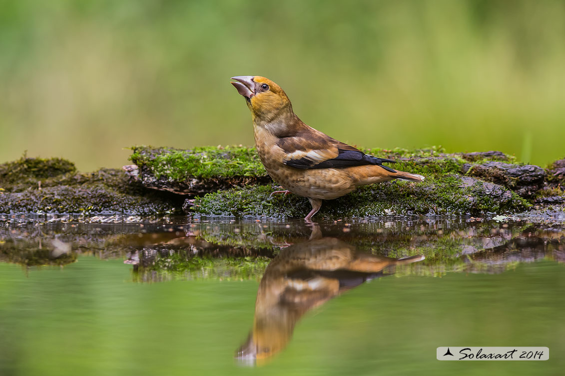 Coccothraustes coccothraustes;   Frosone  (maschio giovane);  Hawfinch (juvenile male)