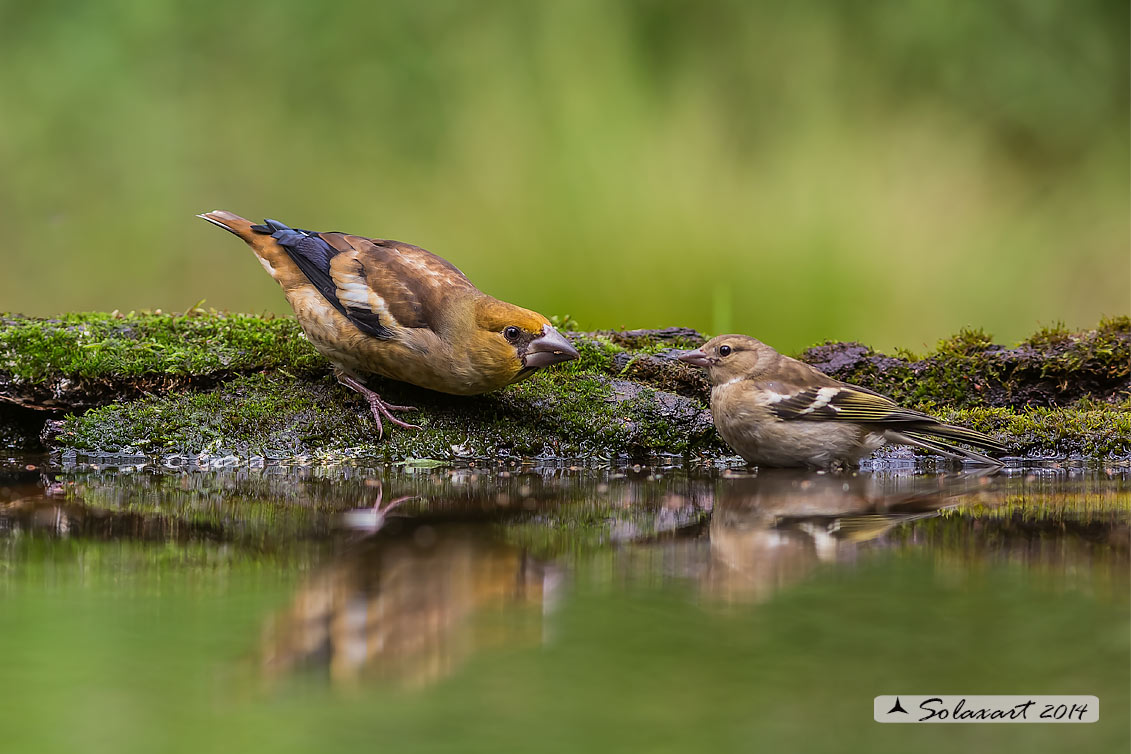 Coccothraustes coccothraustes;   Frosone  (maschio giovane) ; Hawfinch (juvenile male)