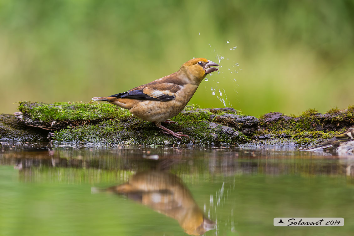 Coccothraustes coccothraustes;   Frosone  (maschio giovane) ; Hawfinch (juvenile male)
