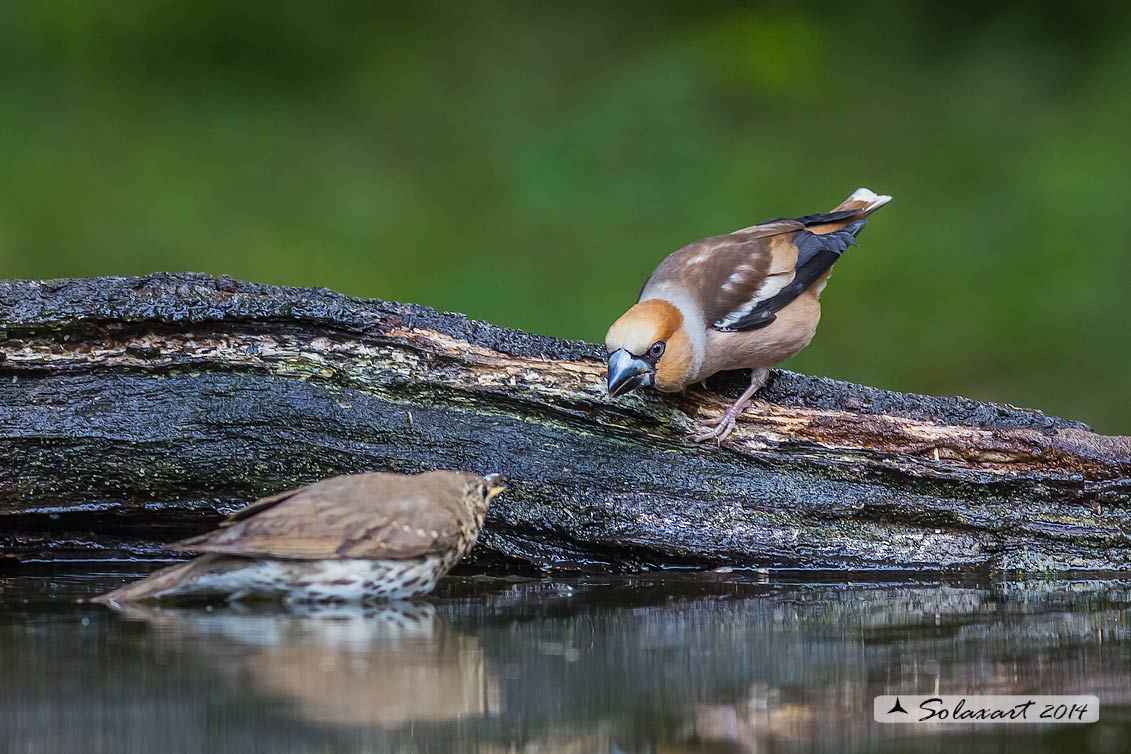 Coccothraustes coccothraustes; Frosone (maschio in tenuta estiva) ; Hawfinch (male in summer plumage)