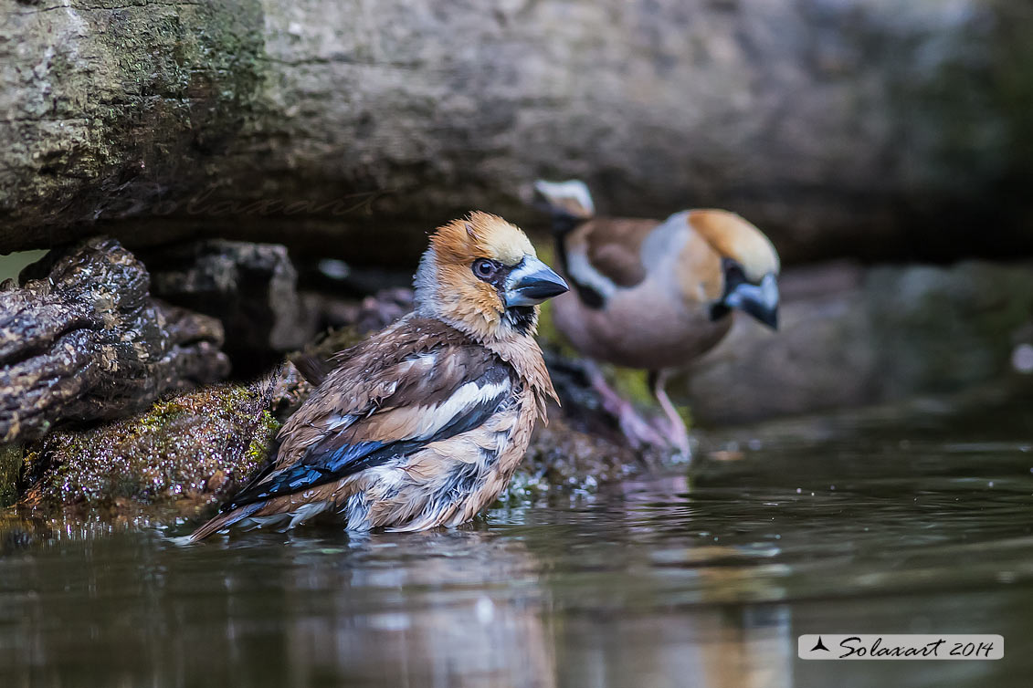 Coccothraustes coccothraustes; Frosone (maschio in tenuta estiva) ; Hawfinch (male in summer plumage)