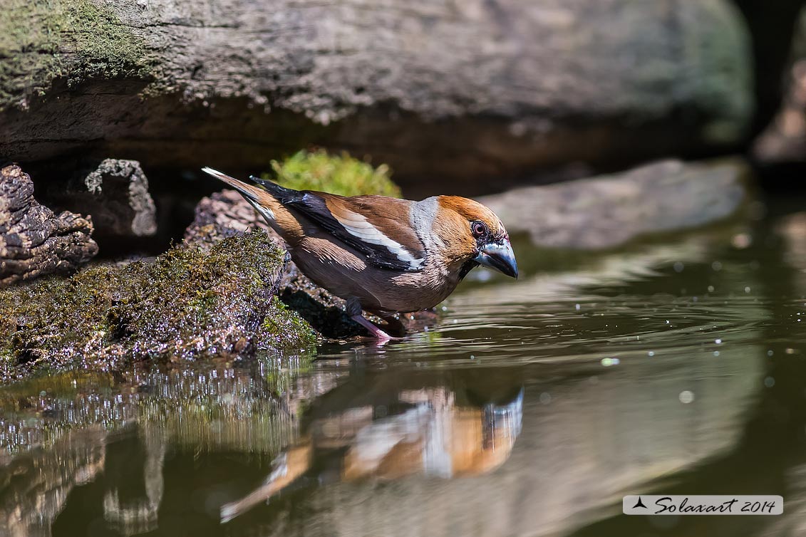 Coccothraustes coccothraustes; Frosone (maschio in tenuta estiva) ; Hawfinch (male in summer plumage)