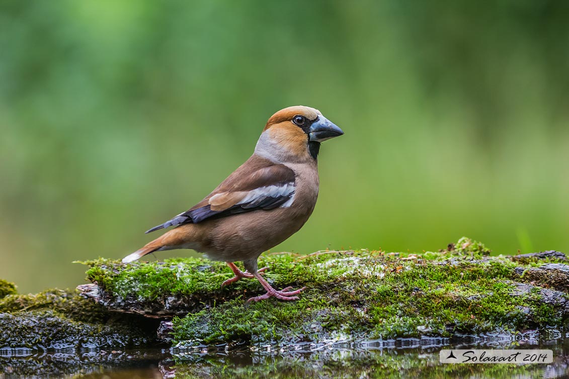 Coccothraustes coccothraustes; Frosone (maschio in tenuta estiva) ; Hawfinch (male in summer plumage)