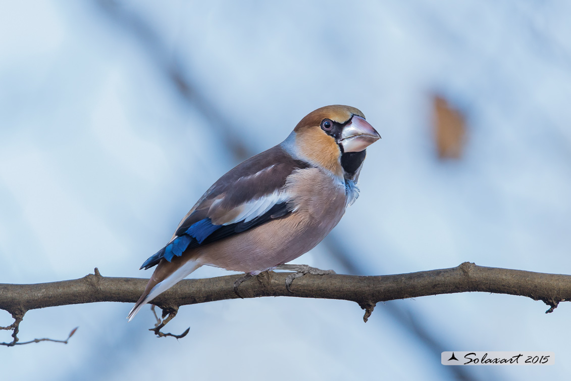 Coccothraustes coccothraustes; Frosone  (maschio) in tenuta invernale ; Hawfinch (male)