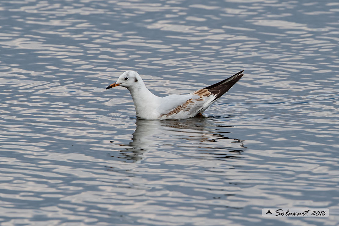 Chroicocephalus ridibundus: Gabbiano comune; Black-headed gull