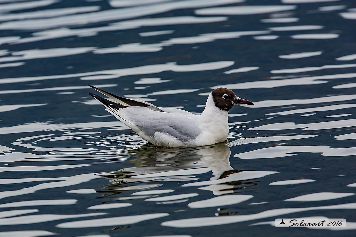 Chroicocephalus ridibundus: Gabbiano comune; Black-headed gull