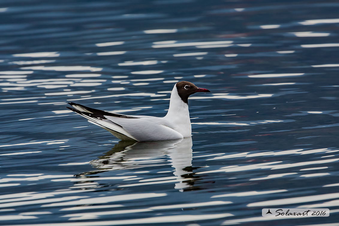 Chroicocephalus ridibundus: Gabbiano comune; Black-headed gull