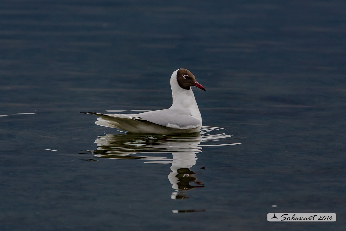 Chroicocephalus ridibundus: Gabbiano comune; Black-headed gull