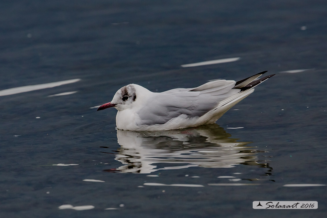 Chroicocephalus ridibundus: Gabbiano comune; Black-headed gull