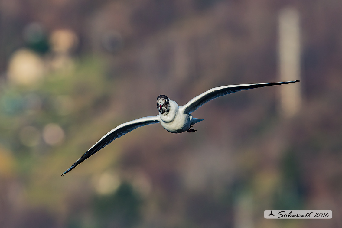 Chroicocephalus ridibundus: Gabbiano comune; Black-headed gull