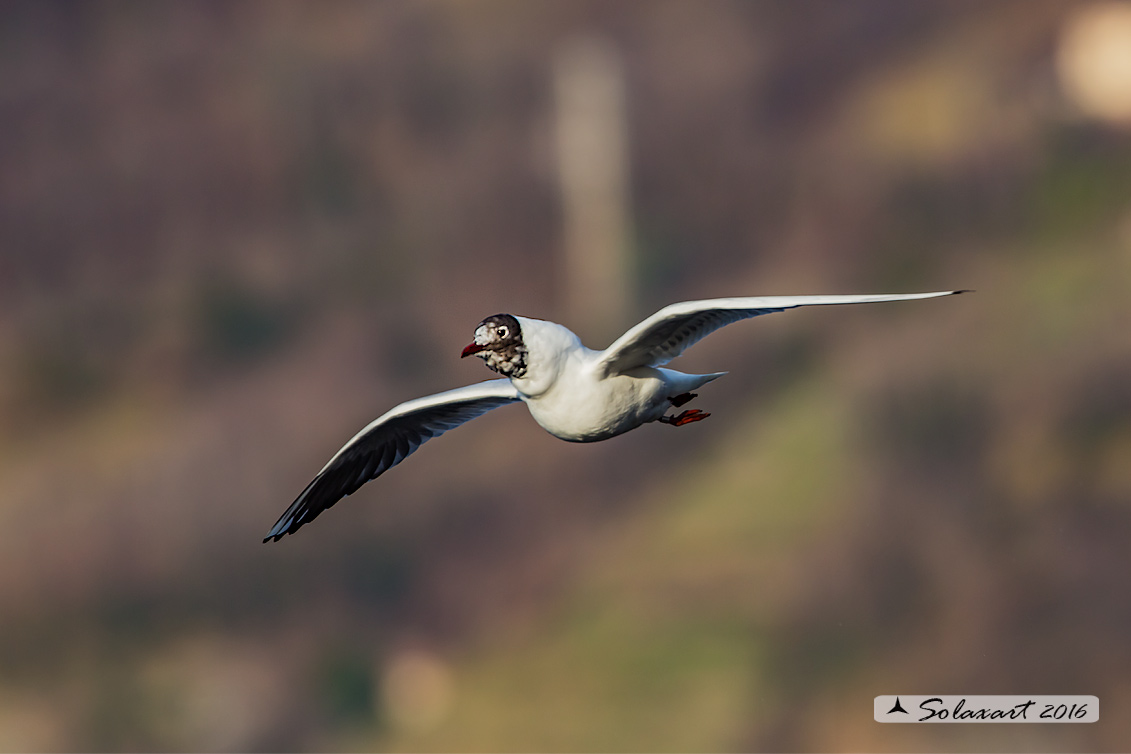 Chroicocephalus ridibundus: Gabbiano comune; Black-headed gull