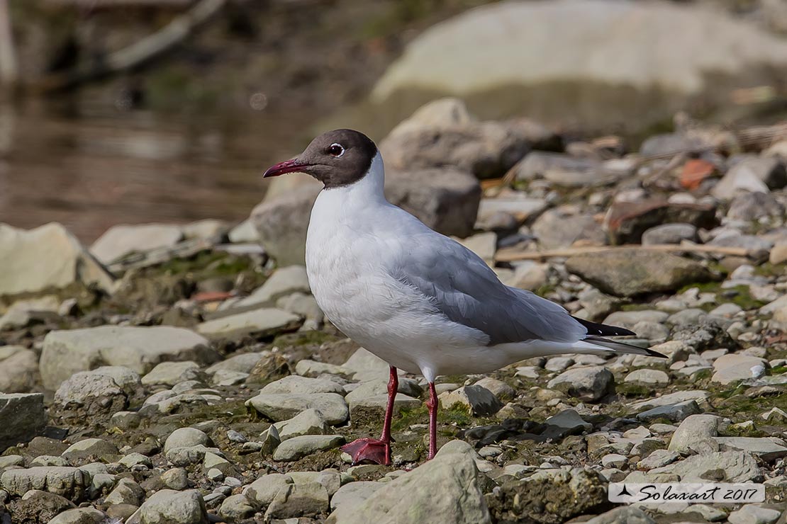 Chroicocephalus ridibundus: Gabbiano comune (Adulto in abito nuziale); Black-headed gull (Adult breeding plumage)