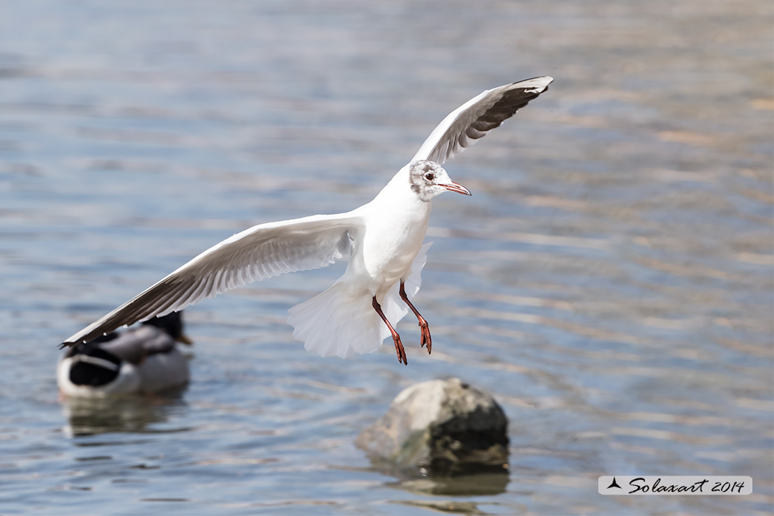 Chroicocephalus ridibundus: Gabbiano comune; Black-headed gull