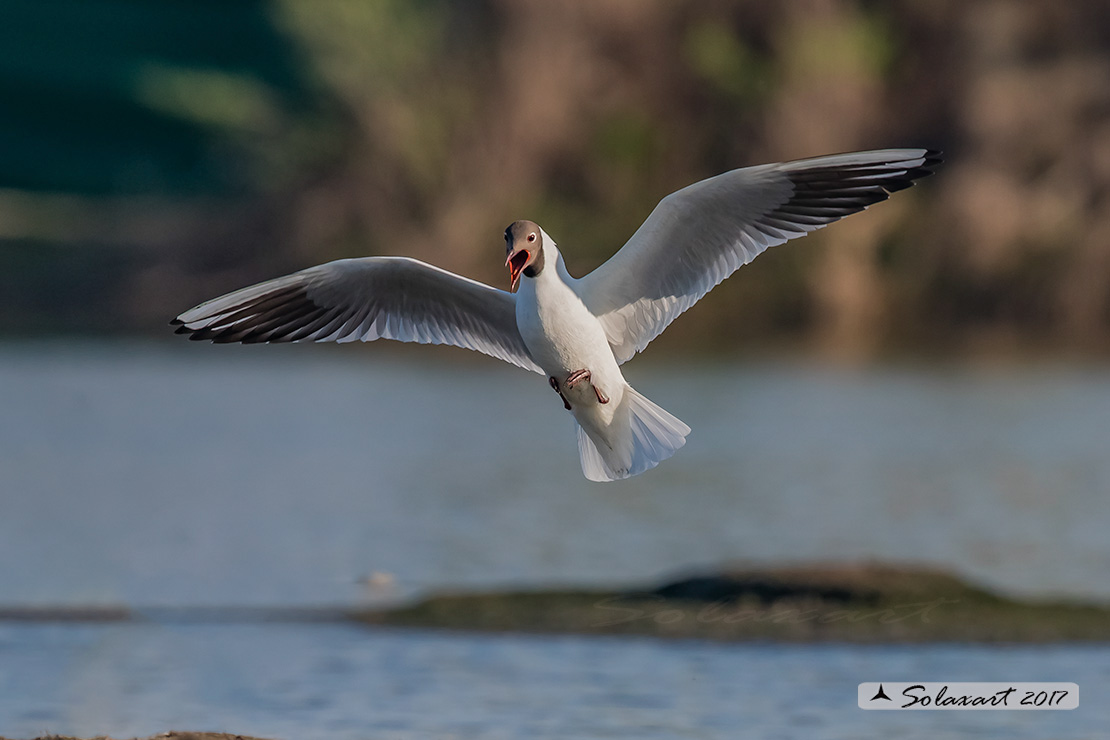 Chroicocephalus ridibundus: Gabbiano comune (Adulto in abito nuziale); Black-headed gull (Adult breeding plumage)