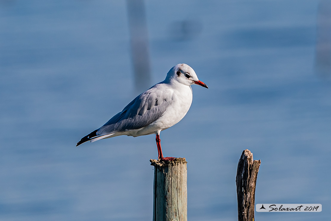 Chroicocephalus ridibundus: Gabbiano comune; Black-headed gull