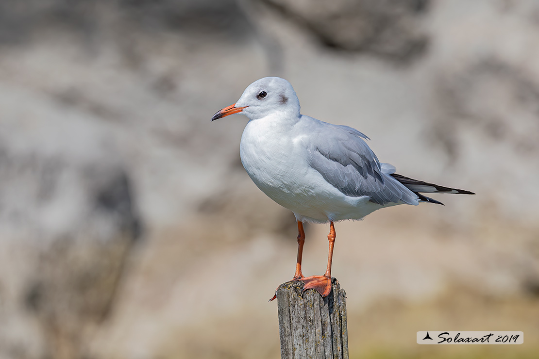 Chroicocephalus ridibundus: Gabbiano comune; Black-headed gull