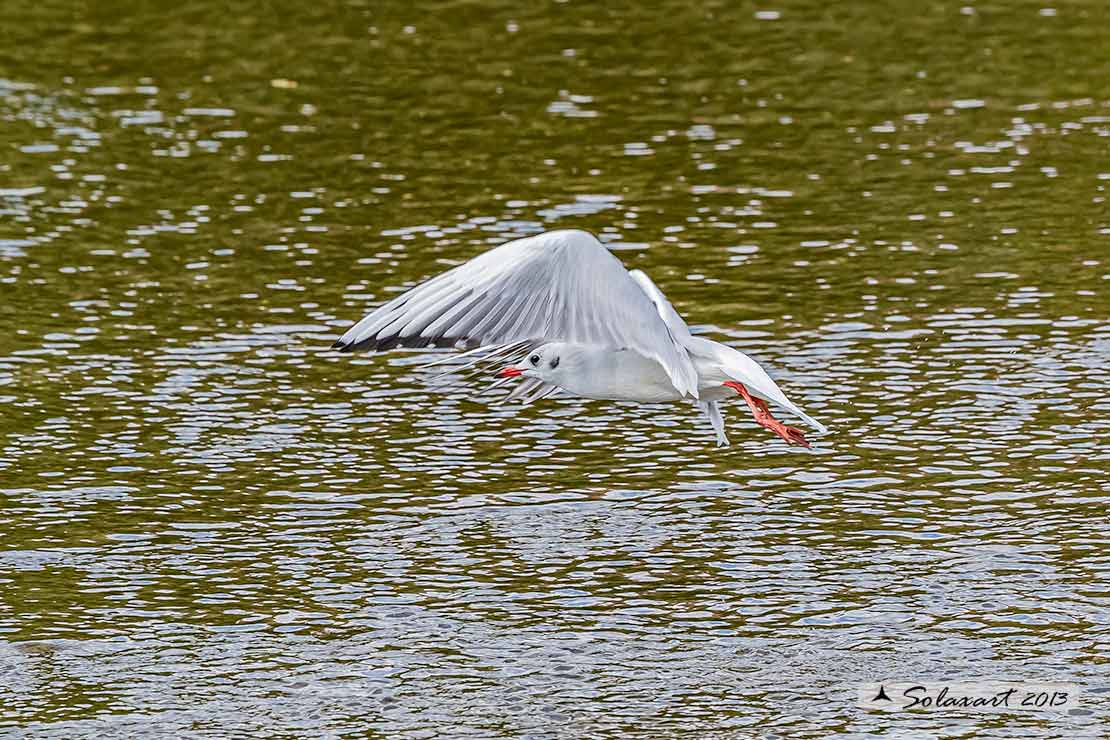 Chroicocephalus ridibundus: Gabbiano comune; Black-headed gull