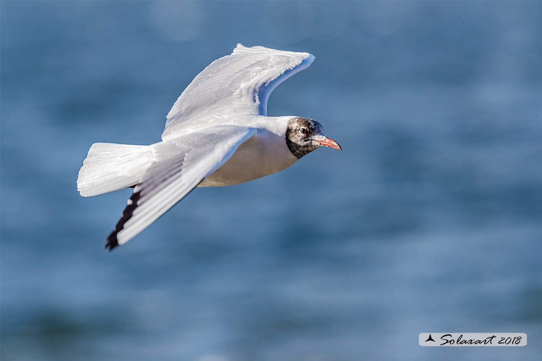 Chroicocephalus ridibundus: Gabbiano comune; Black-headed gull