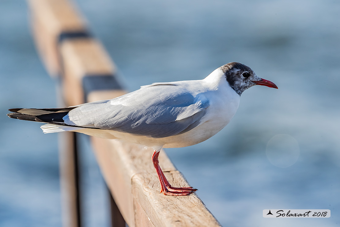 Chroicocephalus ridibundus: Gabbiano comune; Black-headed gull