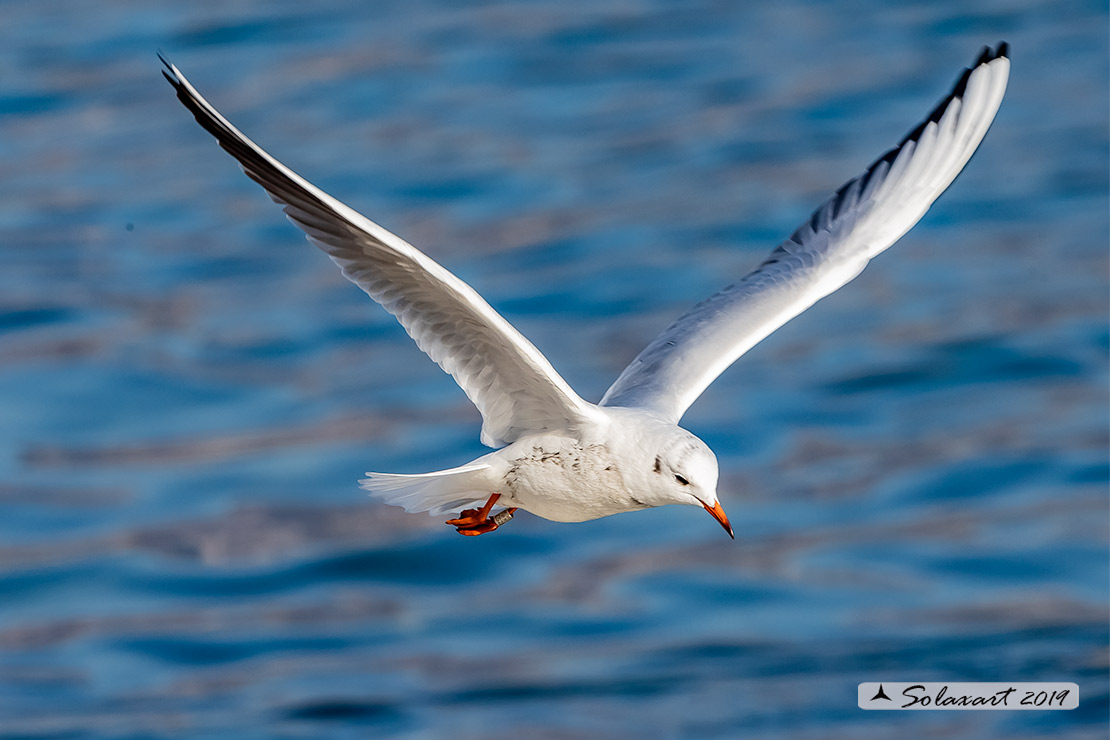 Chroicocephalus ridibundus: Gabbiano comune; Black-headed gull