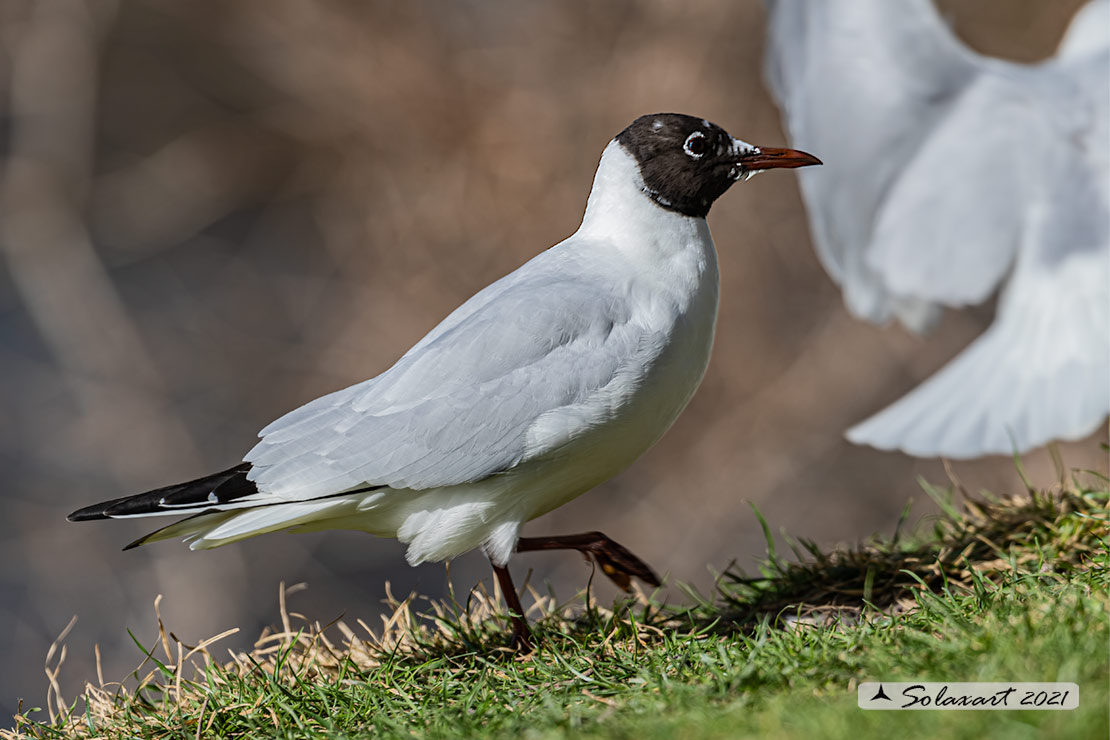 Chroicocephalus ridibundus: Gabbiano comune; Black-headed gull