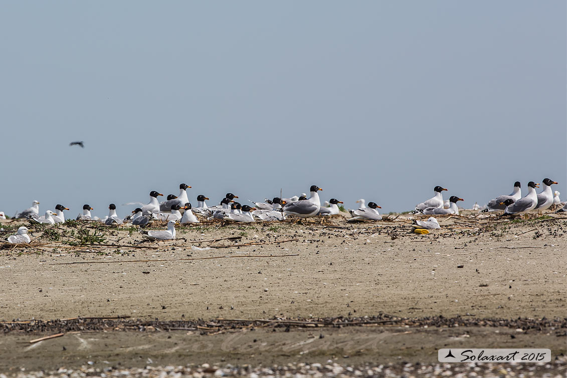 Ichthyaetus ichthyaetus:   Gabbiano del Pallas;   Pallas's gull