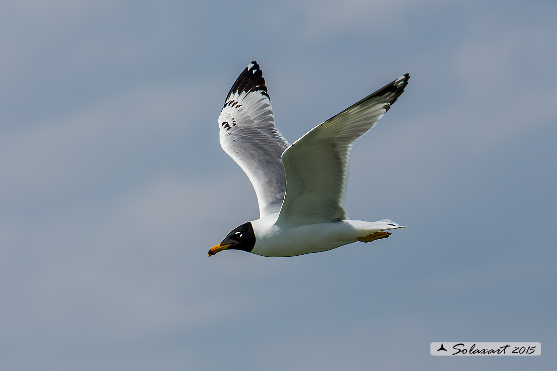 Ichthyaetus ichthyaetus:   Gabbiano del Pallas;   Pallas's gull