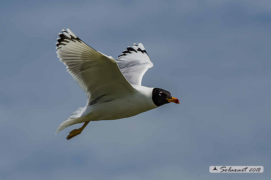 Ichthyaetus ichthyaetus:   Gabbiano del Pallas;   Pallas's gull