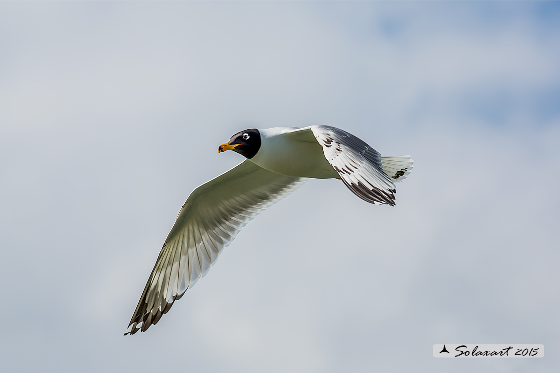 Ichthyaetus ichthyaetus:   Gabbiano del Pallas;   Pallas's gull