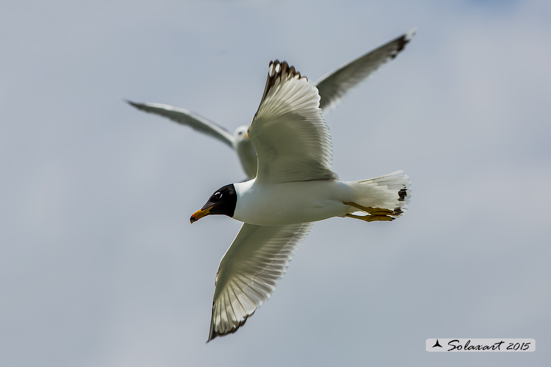 Ichthyaetus ichthyaetus:   Gabbiano del Pallas;   Pallas's gull