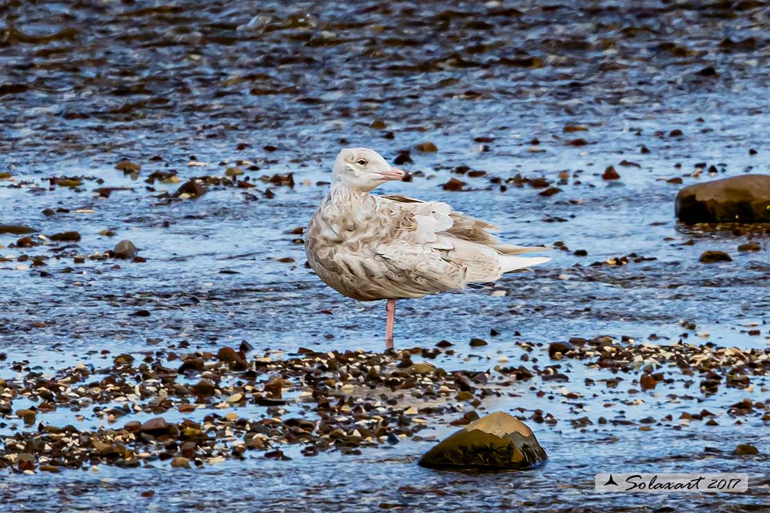 Larus hyperboreus - Gabbiano glauco - Glaucous gull