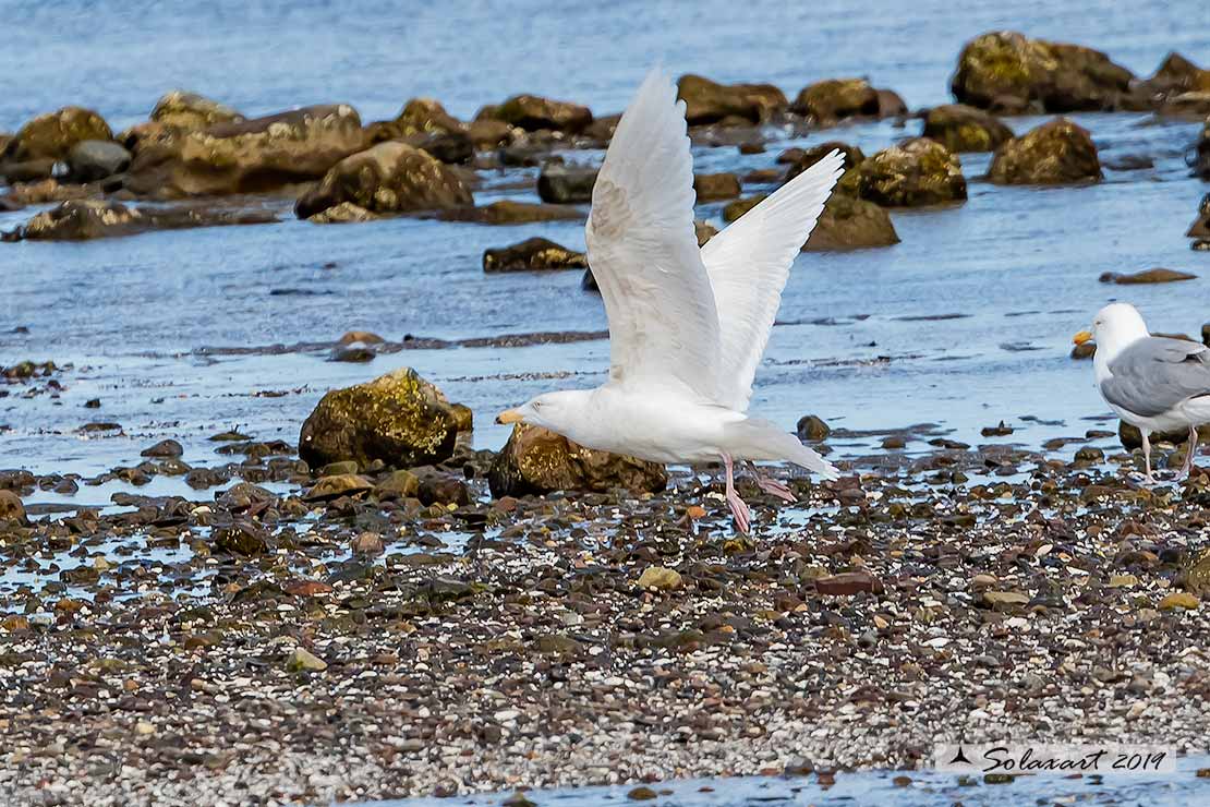 Larus hyperboreus - Gabbiano glauco - Glaucous gull