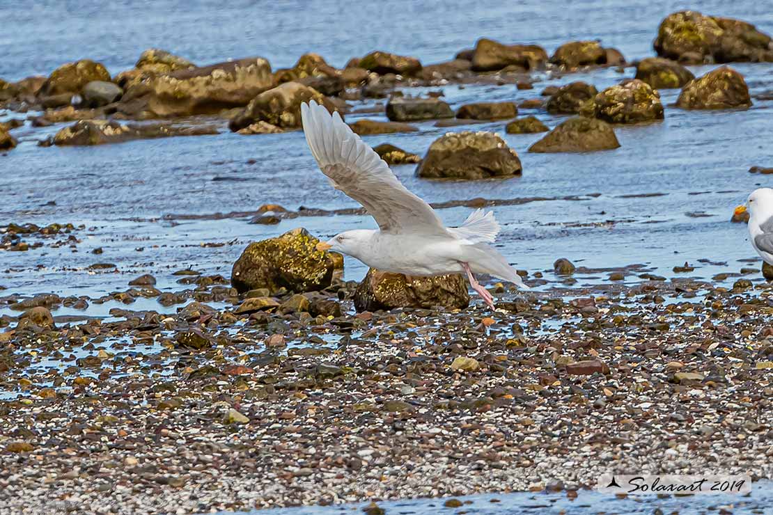 Larus hyperboreus - Gabbiano glauco - Glaucous gull