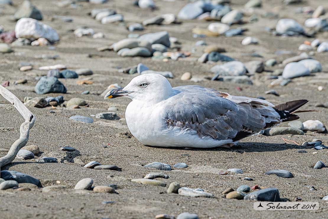 Larus michahellis: Gabbiano reale mediterraneo(3 cy); Yellow-legged Gull(3cy)