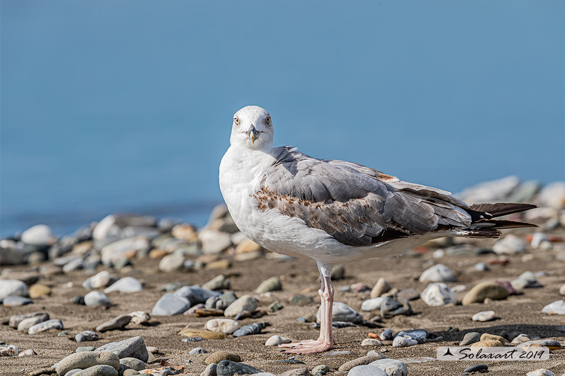 Larus michahellis: Gabbiano reale mediterraneo(3 cy); Yellow-legged Gull(3cy)
