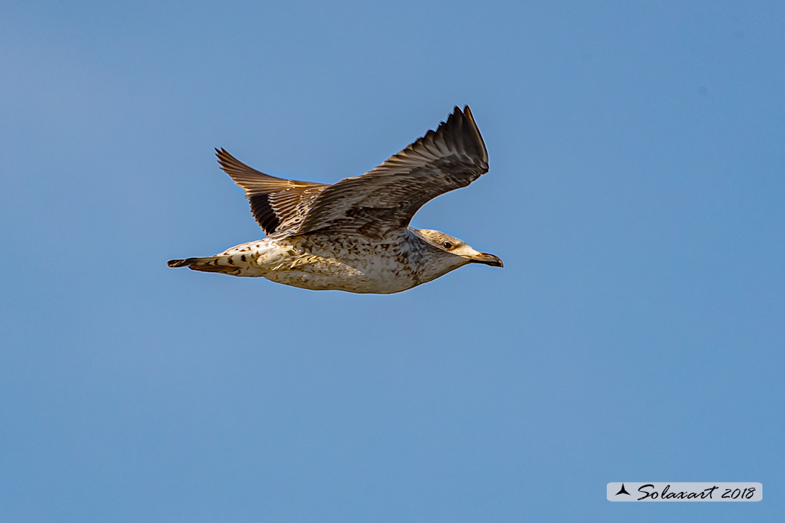 Larus michahellis: Gabbiano reale mediterraneo o zampegialle (immaturo);  Yellow-legged Gull (juvenile)