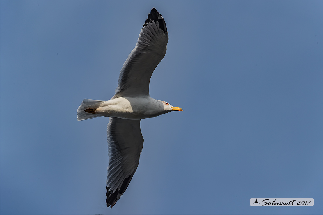 Larus michahellis: Gabbiano reale mediterraneo (zampegialle); Yellow-legged Gull