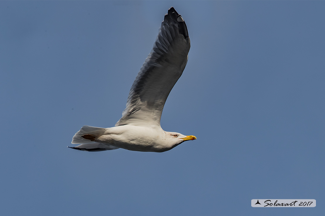 Larus michahellis: Gabbiano reale mediterraneo (zampegialle); Yellow-legged Gull