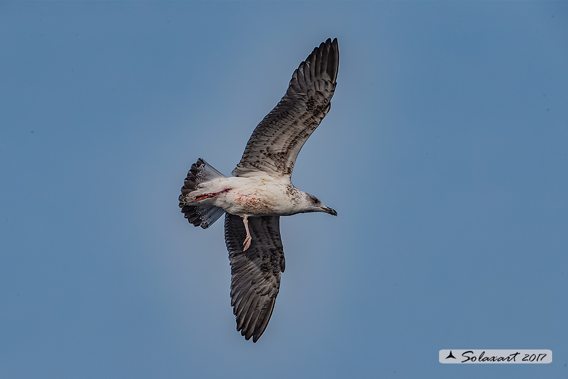 Larus michahellis: Gabbiano reale mediterraneo (zampegialle); Yellow-legged Gull