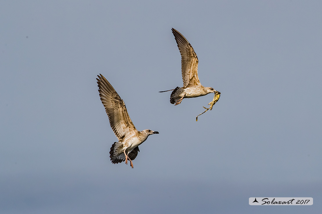 Larus michahellis: Gabbiano reale mediterraneo (zampegialle); Yellow-legged Gull