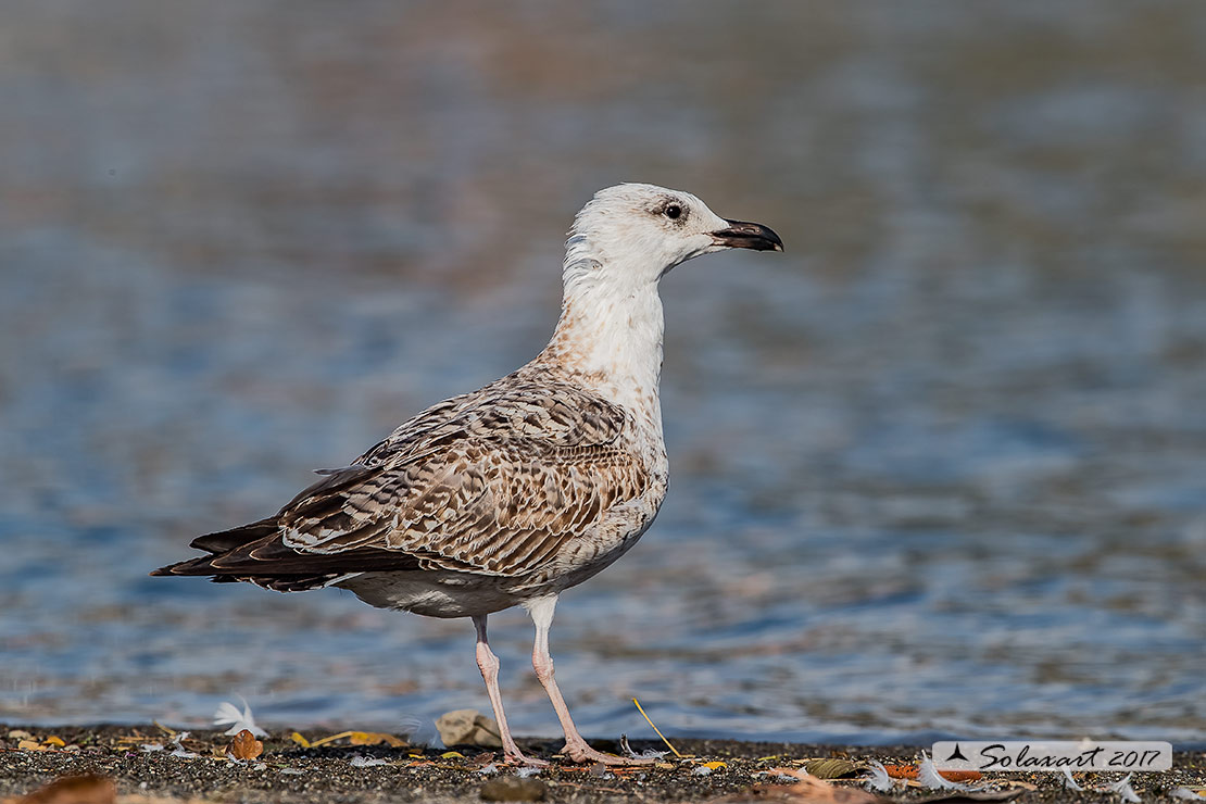 Larus michahellis:  Gabbiano reale mediterraneo o zampegialle (immaturo) ;  Yellow-legged Gull (juvenile)