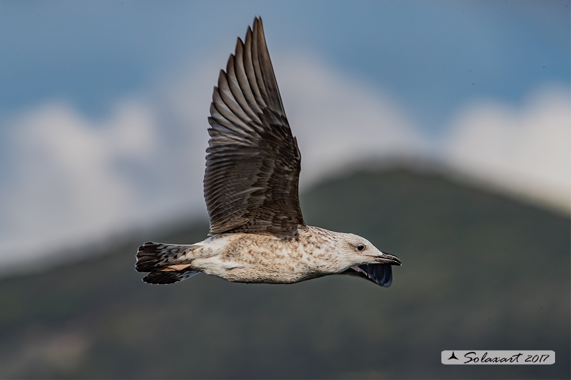 Larus michahellis: Gabbiano reale mediterraneo o zampegialle (immaturo);  Yellow-legged Gull (juvenile)