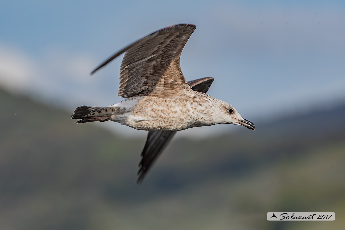 Larus michahellis:  Gabbiano reale mediterraneo o zampegialle (immaturo) ;  Yellow-legged Gull (juvenile)