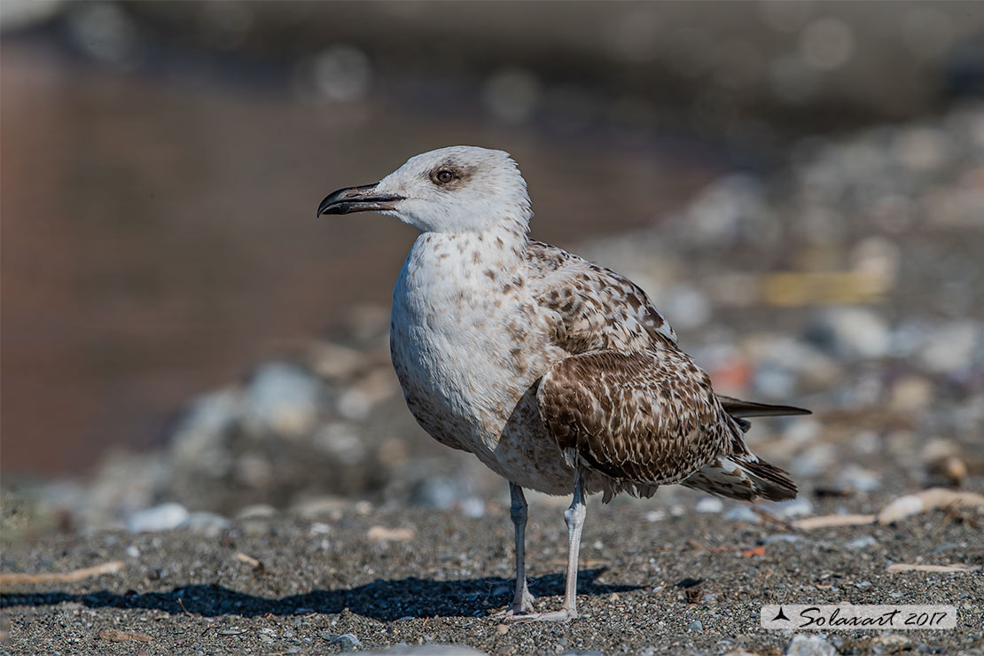 Larus michahellis:  Gabbiano reale mediterraneo o zampegialle (immaturo) ;  Yellow-legged Gull (juvenile)