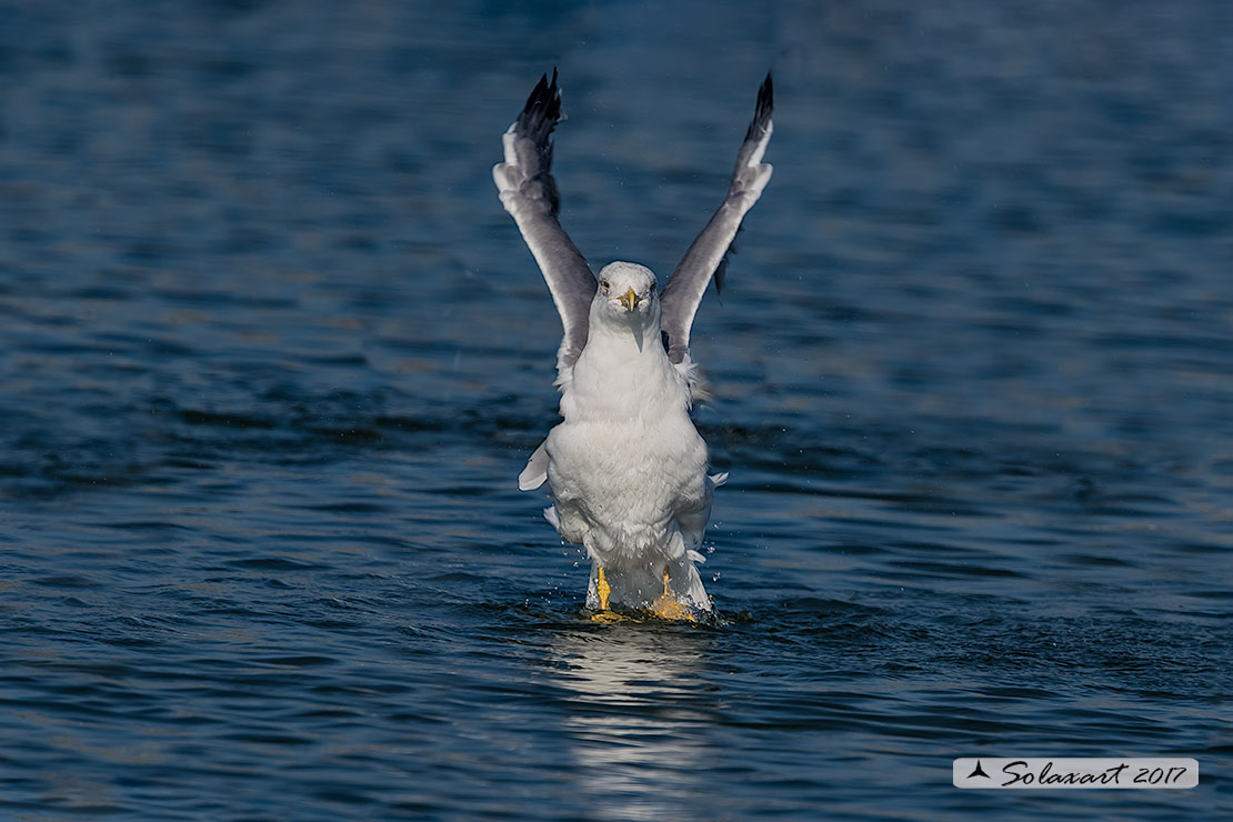 Larus michahellis: Gabbiano reale mediterraneo (zampegialle); Yellow-legged Gull