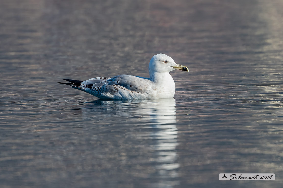 Larus michahellis: Gabbiano reale mediterraneo (zampegialle); Yellow-legged Gull