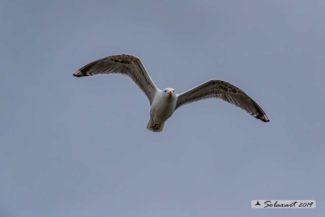 Larus fuscus: Gabbiano zafferano; Lesser black-backed gull